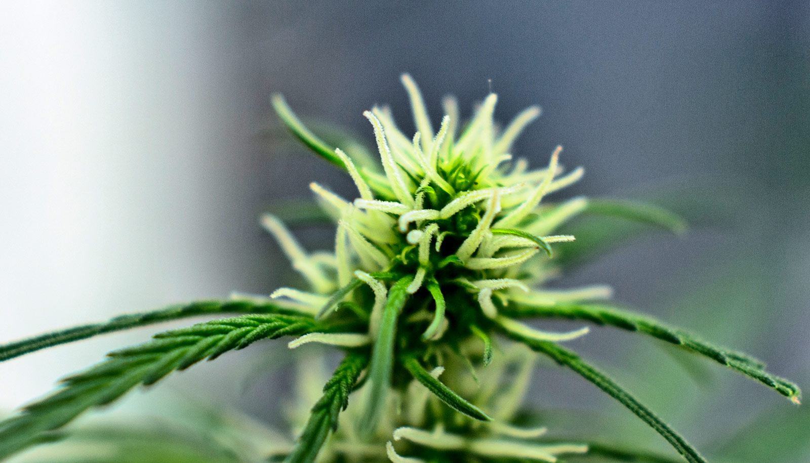 Cannabis may contain heavy metals from the soil CBD Telegraph