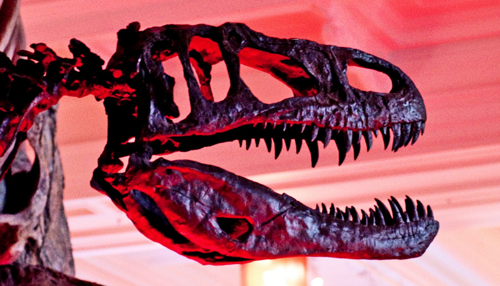 Some dinosaurs rocked pops of color to woo mates - Futurity