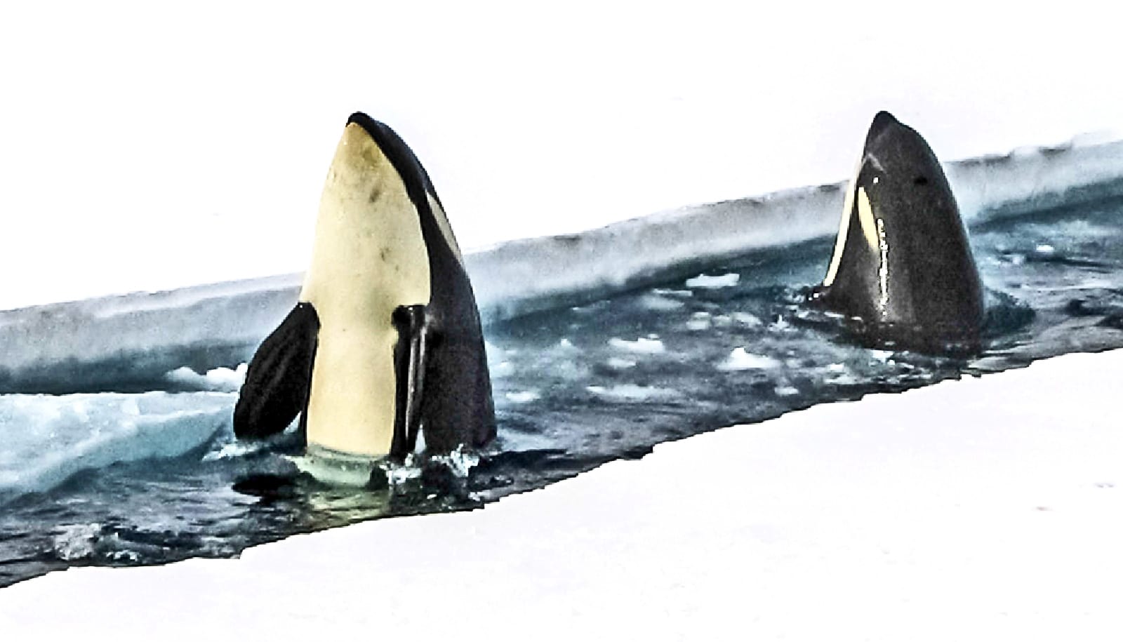 What do killer whales eat? - Futurity