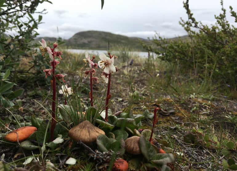 ground-level shot of orange mushrooms and red-stemmed, white flower with low leaves