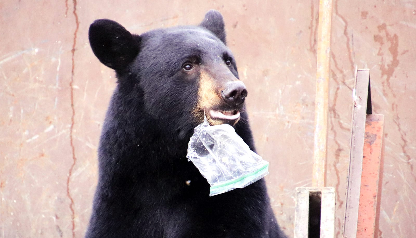 Eating human food messes up black bears' gut microbiome - Futurity