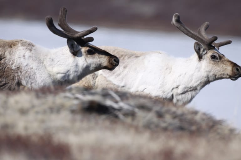 two caribou with white fur and dark-brown antlers