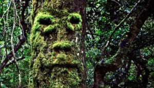 Moss on a tree seems to form the shape of a face