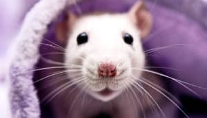 A white rat peeks out from under a purple blanket