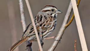 A male sparrow sits in a tree