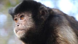 A monkey looks into the distance with what looks like an expression of determination