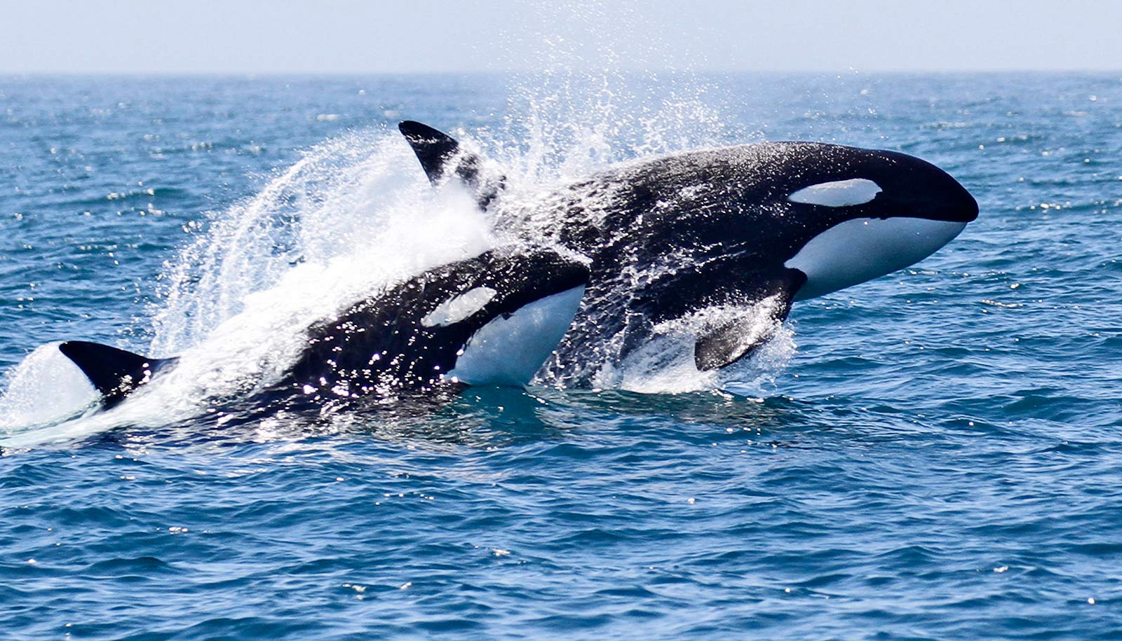 Wait, orcas can take down a blue whale? - Futurity