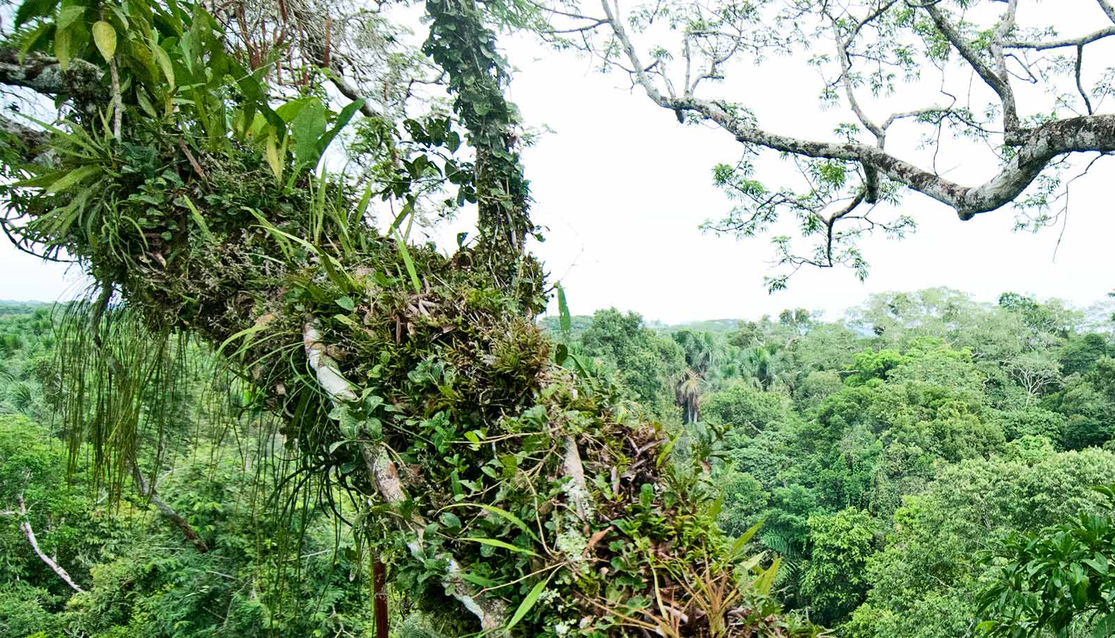 about-9-200-species-of-tree-are-still-waiting-to-be-discovered-worddisk