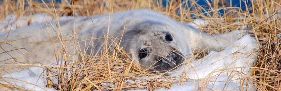 seal in snow and yellow grass