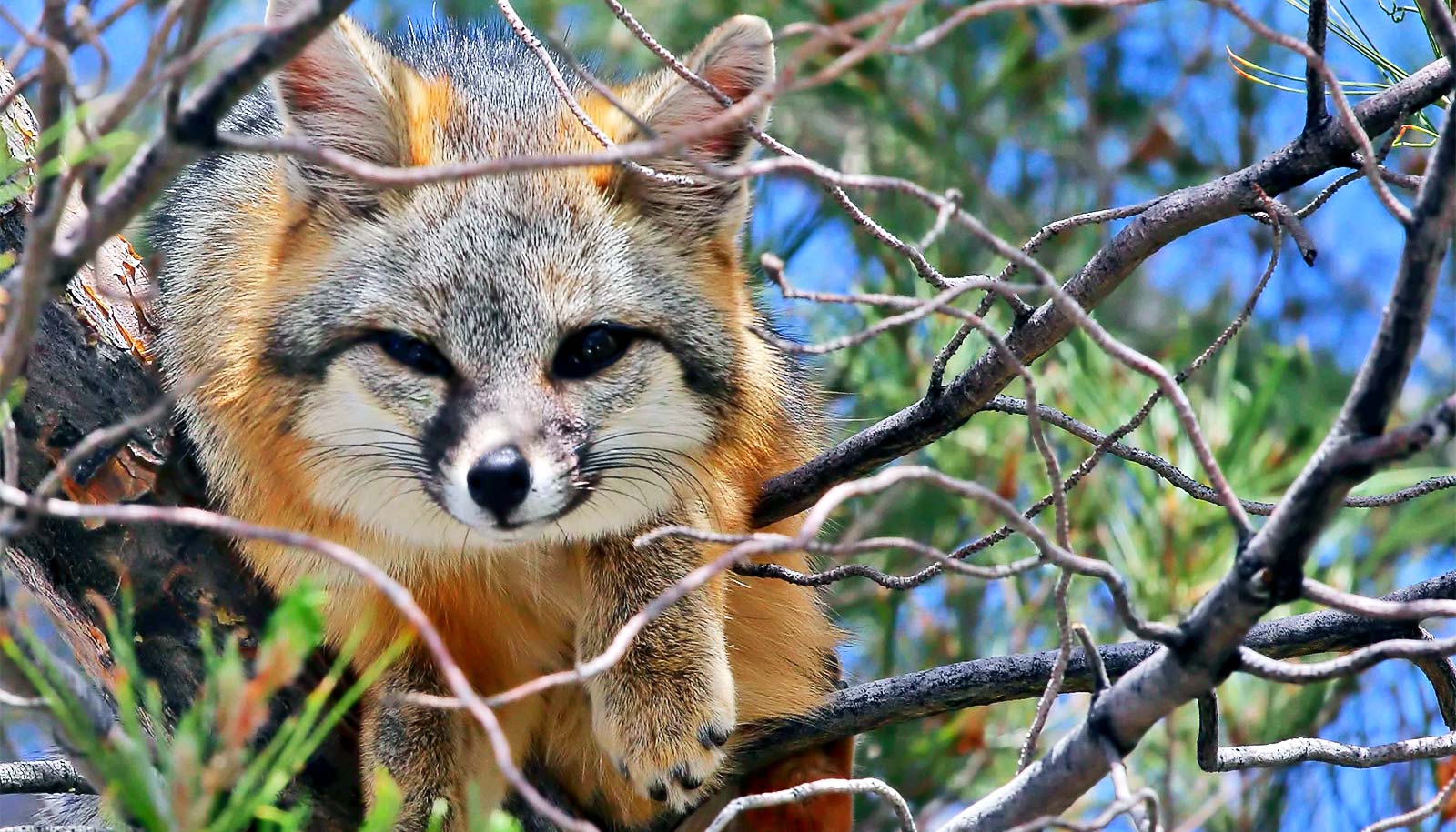 Tree climbing may save gray foxes from coyotes - Futurity