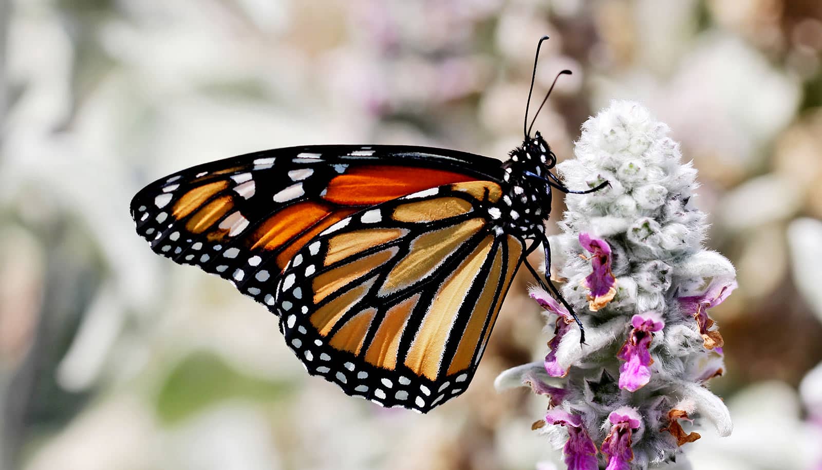 Monarch butterflies increasingly plagued by parasites, study shows