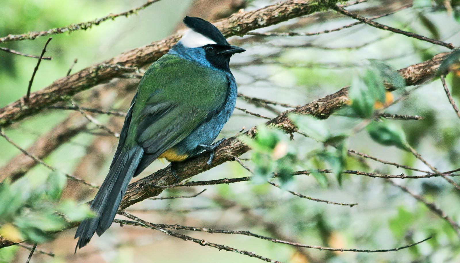 DNA adds to debate about new bird species Futurity