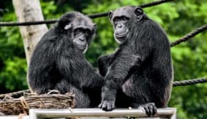 two chimps look at camera