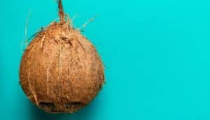 A fuzzy coconut on a teal background.