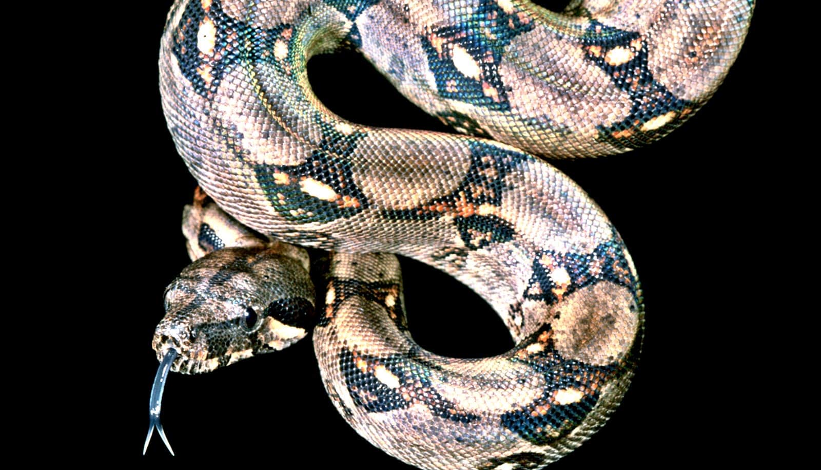 This is why boa constrictors can still breathe while squeezing the life out  of prey