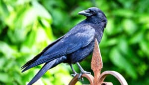 A crow perched on a rusted metal fence with green leaves in the background.