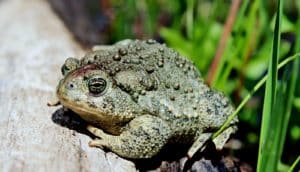 A toad sits on a log with grass in the background.
