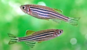 Two zebrafish swim in green water going in opposite directions