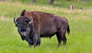 bison stands in grassy field