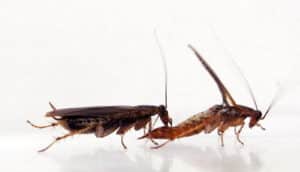 one cockroach eats from the back of another
