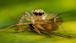 jumping spider and its mosquito prey