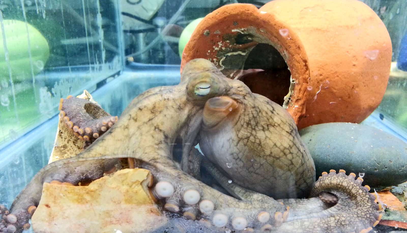 Why octopus mothers self destruct - Futurity Why octopus mothers self destruct - Futurity