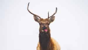 deer eating with tongue hanging out