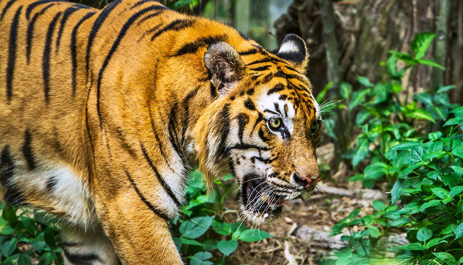 Sundarban Tourism