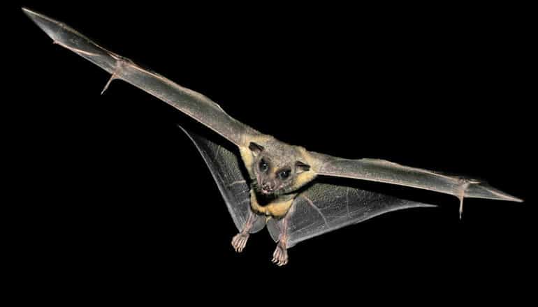 fruit bat in flight in dark
