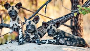 Three wild dog pups sitting on a rock. They have tan fur with dark spots and lighter patches.