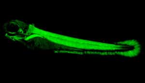 The muscle of the zebrafish glows green against a black background.