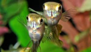 Two guppies in a fish aquarium side-by-side.