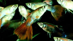 Guppies with orange tails and silvery bodies swim in a tank together.