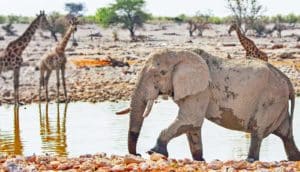 elephant and giraffes at watering hole
