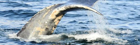A right whale's tail splashes water on the surface.