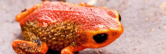 A Brachycephalus frog with bright orange and red skin and black eyes.