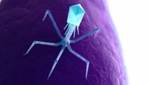 bacteriophage (spider-y virus) on purple