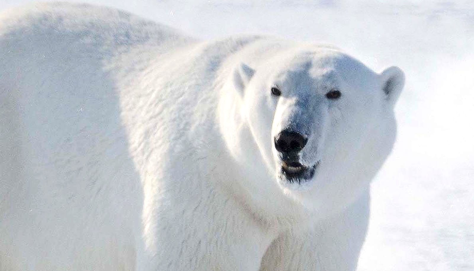 What Polar Bear Genomes May Reveal About Life in a Low-Ice Arctic