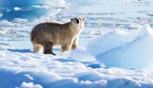 A polar bear stands on a sheet of ice.