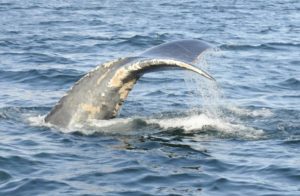 A right whale's tail splashes water on the surface.