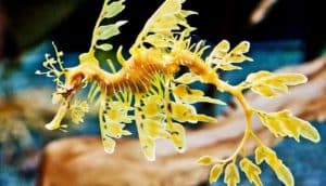 A yellow leafy sea dragon swims through dark blue water.