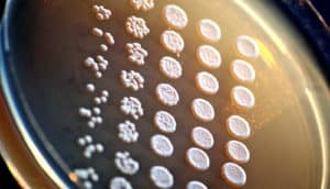 yeast on petri dish