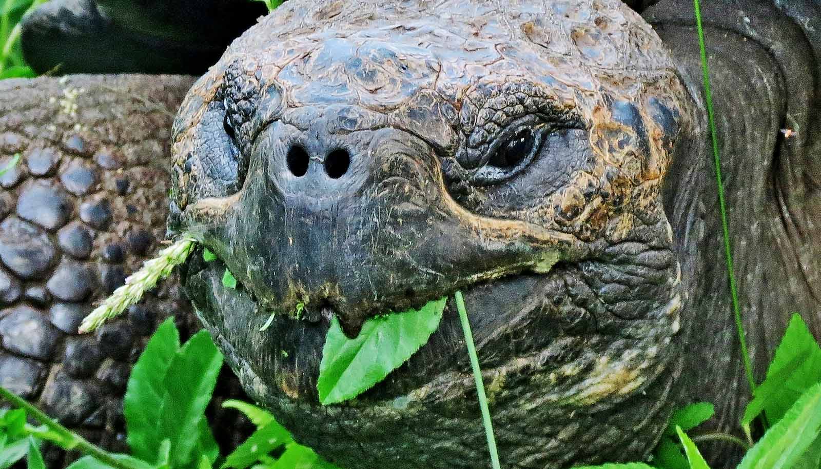 15 giant Galápagos tortoises found slaughtered