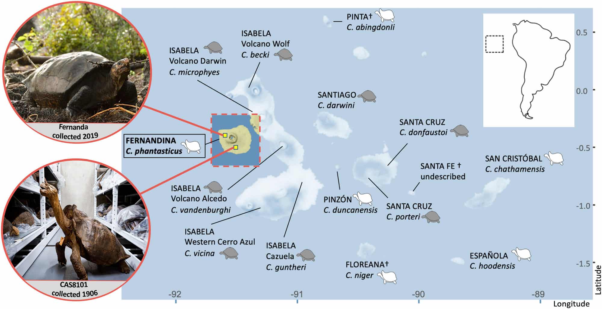 map of Galápagos islands shows close proximity of two discovered tortoises. Inset photos show living "Fernanda" and museum specimen from 1906