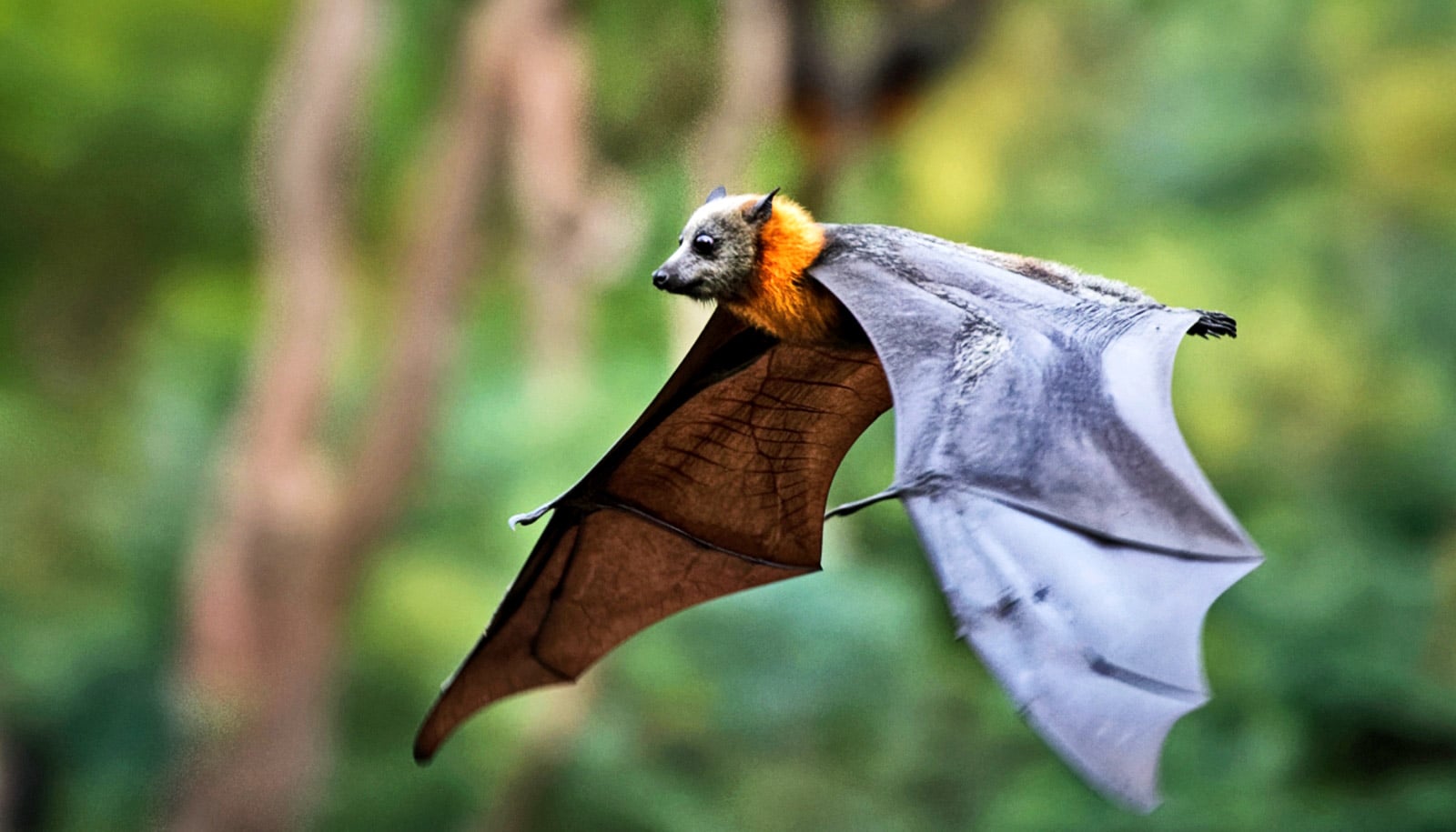 Tiny bat bodies evolved for a perfect heat flight balance Futurity