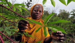 adult in holds cassava leaf in field