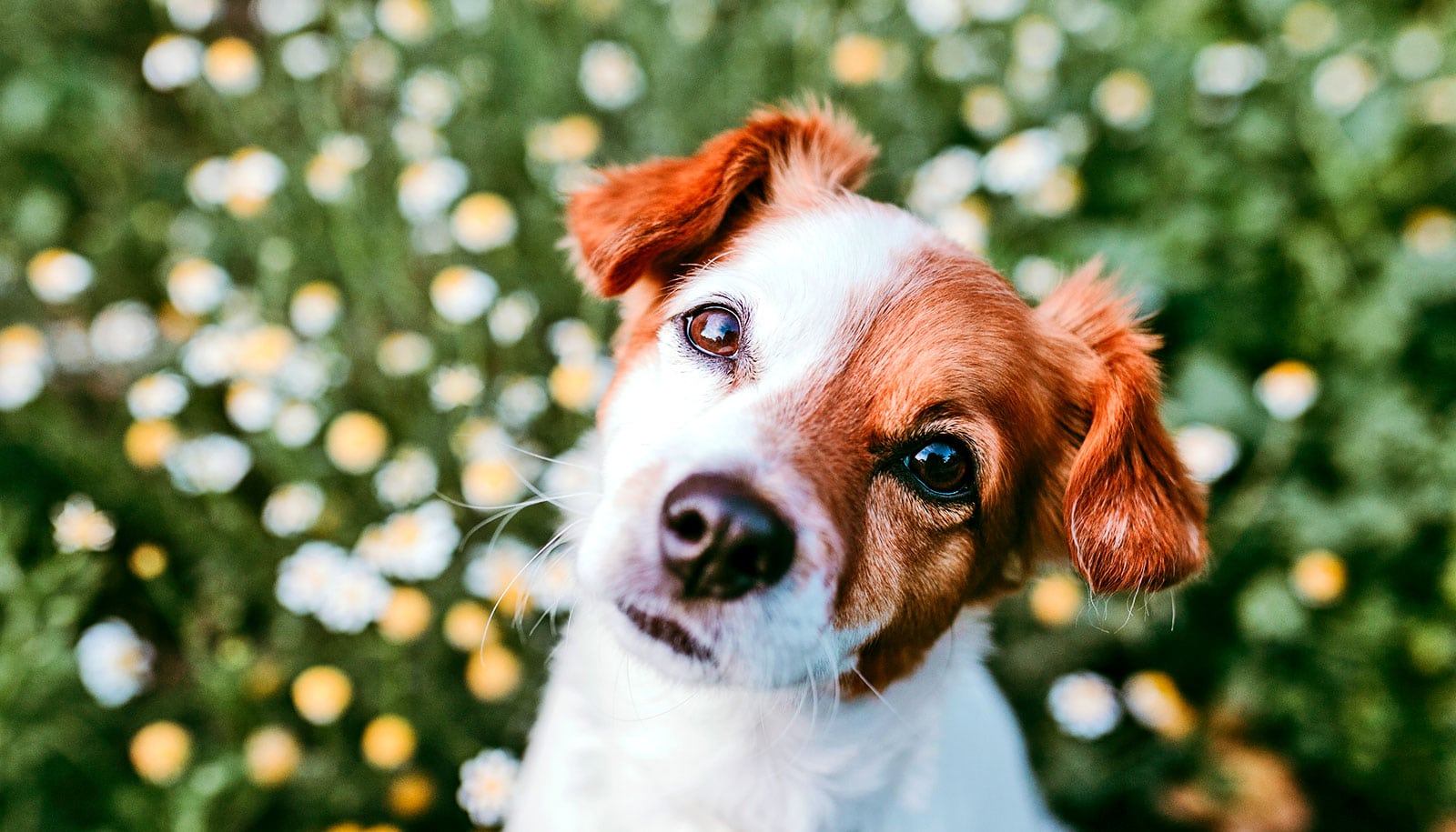 Dogs can ‘think back’ and form abstract concepts