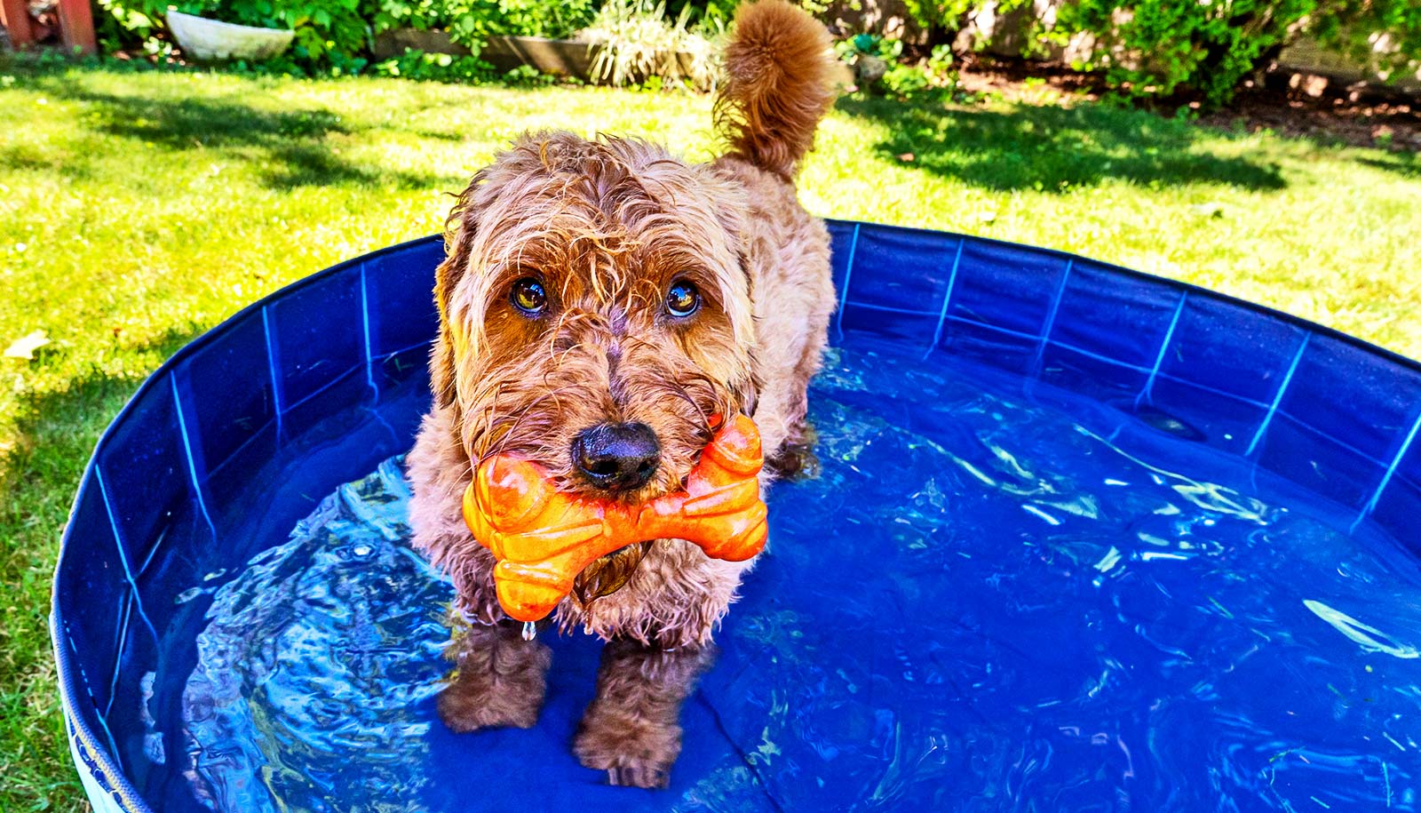 6 Tips To Keep Your Pooch Cool In The Dog Days Of Summer WordDisk 6-tips-to-keep-your-pooch-cool-in-the-dog-days-of-summer-worddisk