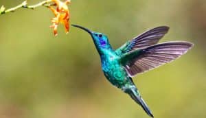 A bright blue and green hummingbird sips from an orange flower.
