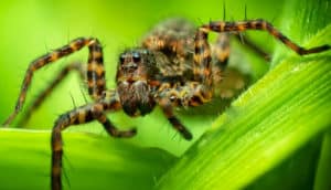 A brown and black wolf spider climbs between two green leaves.